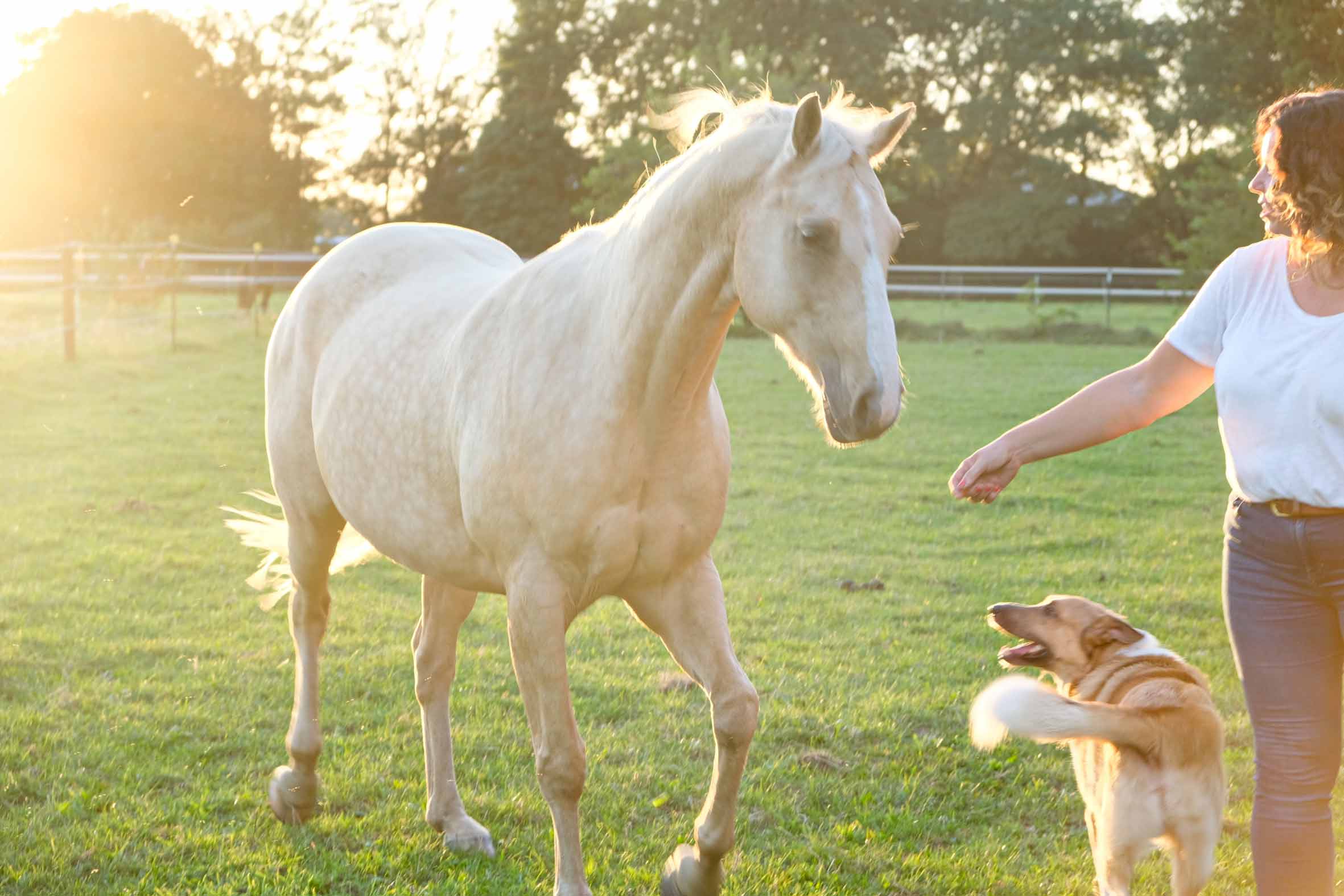 Tierkommunikatorin streckt ihrem Pferd, Freeman ihre Hand entgegen mit der wortlosen Aufforderung ihr zu folgen. Der Hund schaut das Pferd vertraut an.
