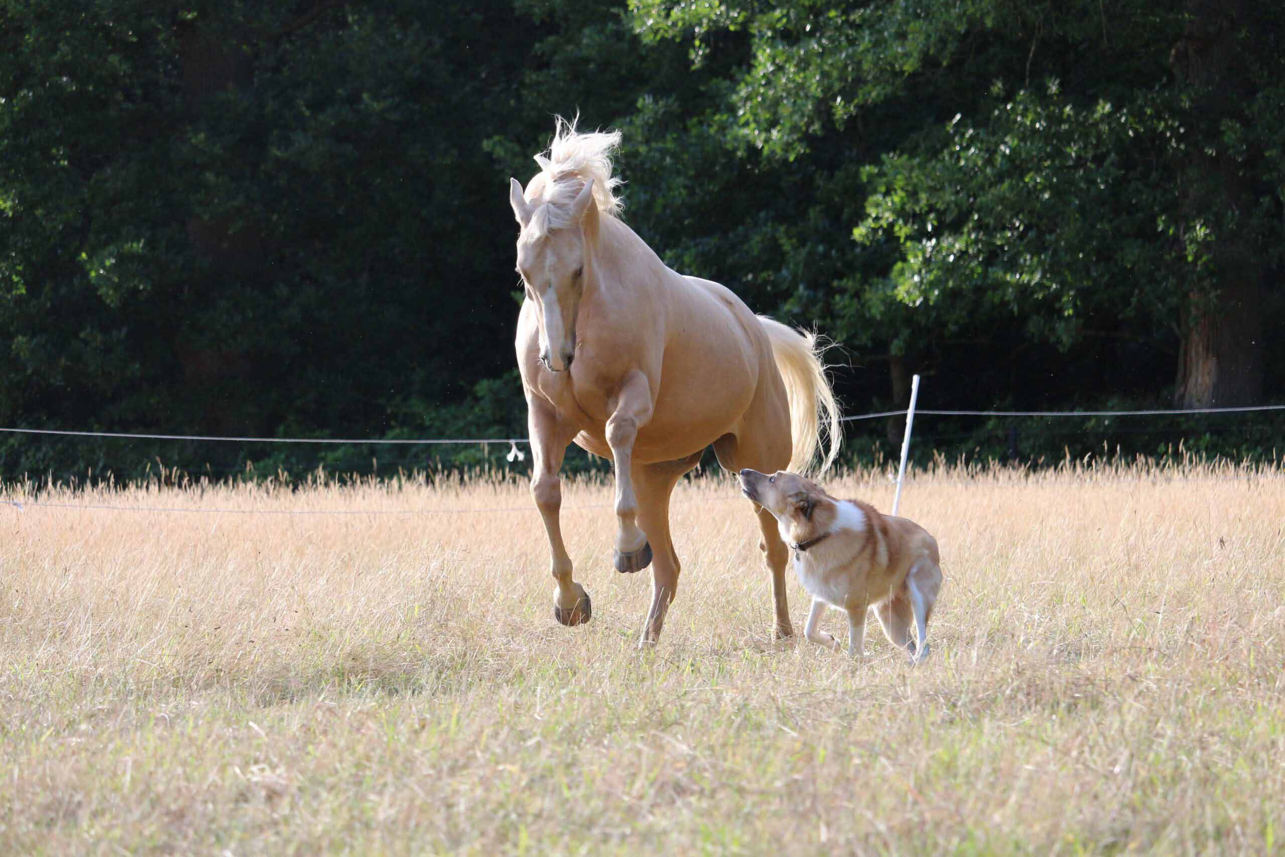 Pferd und Hund tollen nebeneinander, auf einer Weide in sehr vertrauter Harmonie.